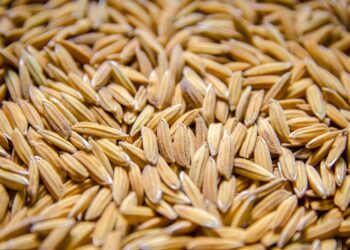 Preços do arroz em casca do RS são os menores desde maio