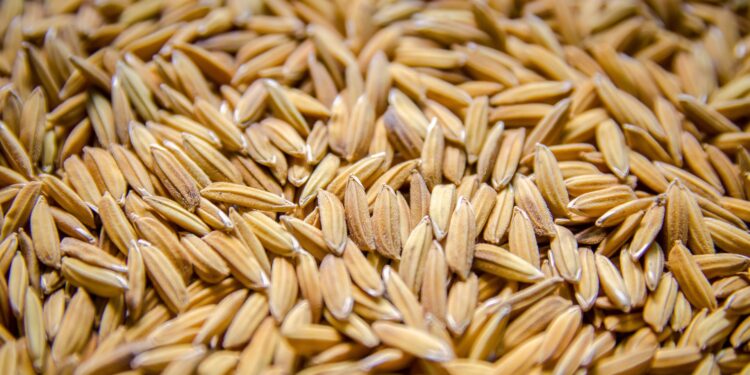 Preços do arroz em casca do RS são os menores desde maio