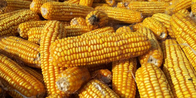 Preço do milho em outubro atingiu maior patamar desde abril de 2023