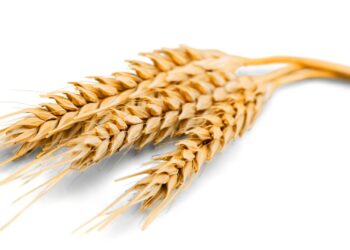 Preços do trigo registram queda em outubro