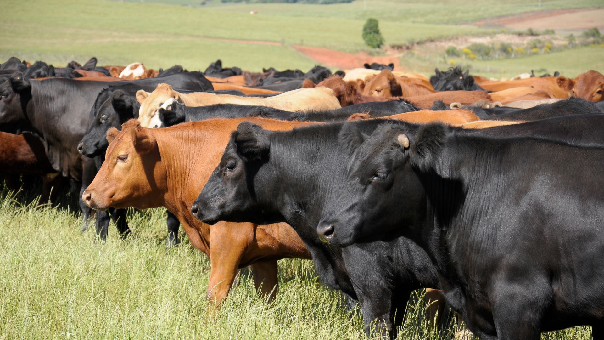 Governo de Minas descarta caso de Vaca Louca em idoso