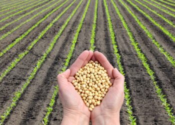 Impulsionado pelo agro, Centro-Oeste lidera crescimento regional em 2023