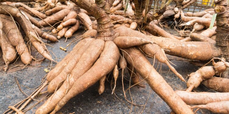 Preços da mandioca sobem pela 24ª semana consecutiva