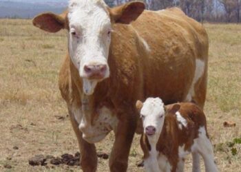 Nova lei regulamenta clonagem de animais no Brasil