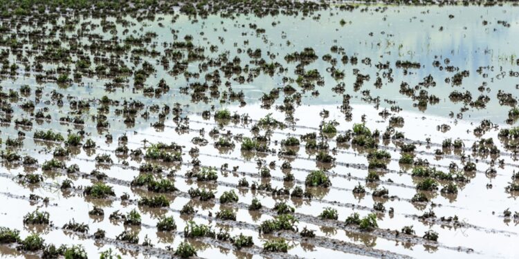 Governo acena com nova medida provisória para socorro a agricultores gaúchos