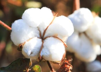 Embrapa Algodão busca emendas de deputados da Paraíba