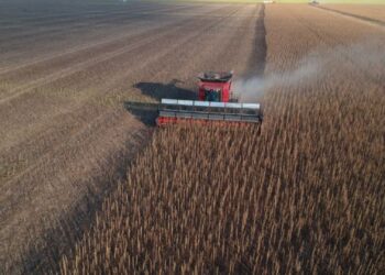 Embrapa disponibiliza curso sobre produção de gergelim no Cerrado