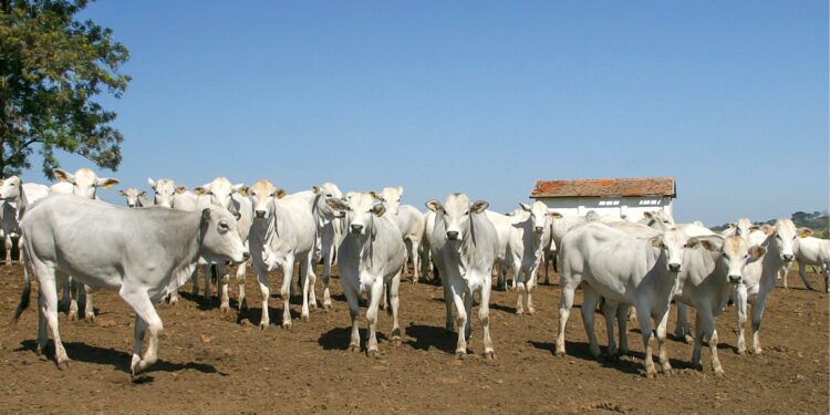 Pecuária é a atividade que mais gera empregos no Pantanal