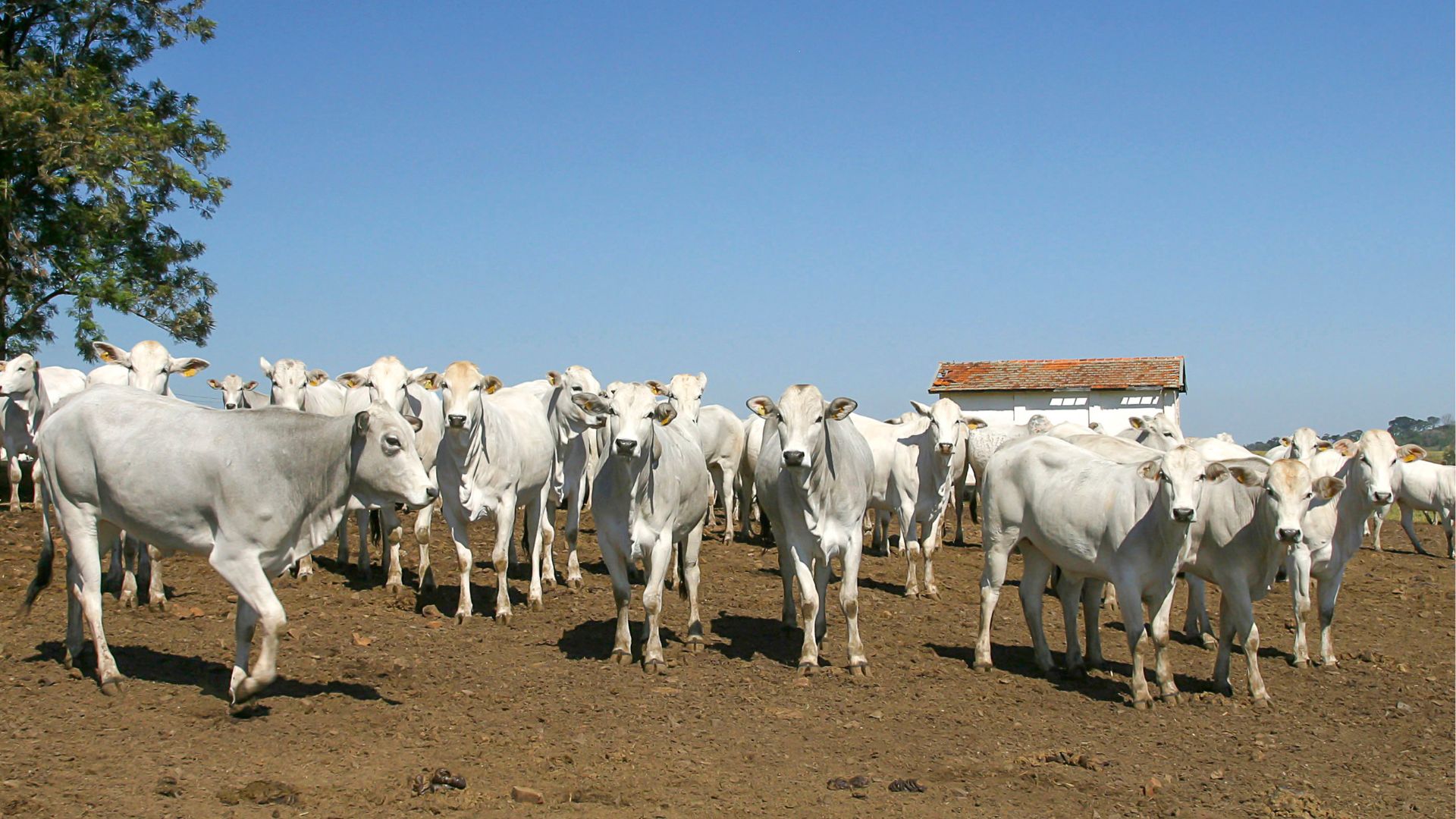 Pecuária é a atividade que mais gera empregos no Pantanal