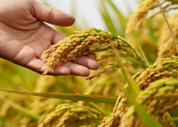 RS atinge 84% de área semeada do arroz