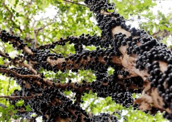 Farinha de casca de jabuticaba melhora características nutricionais do pão, aponta estudo