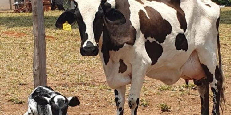 MT: Novilhas do projeto de transferência de embriões produzem até 200% litros de leite a mais do que média