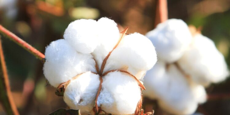 Vazio sanitário do algodão começa no próximo domingo na Região 4 de Goiás