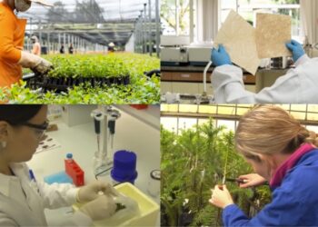 Estudo mostra a Participação das Mulheres na Cadeia Produtiva Florestal Brasileira