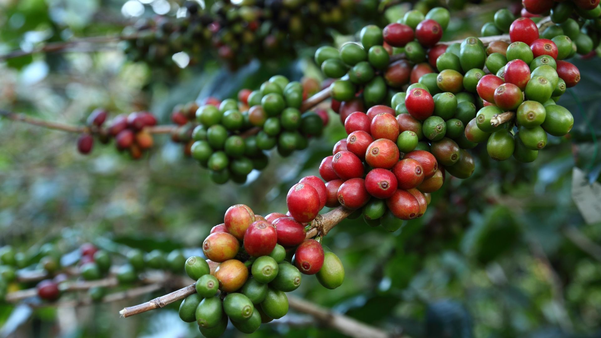 Preço do café arábica já é o maior desde 1998, indica Cepea