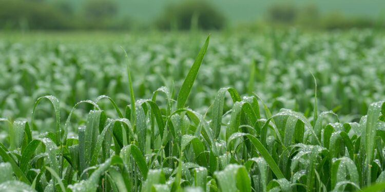 Meteorologia prevê chuvas volumosas para boa parte do país