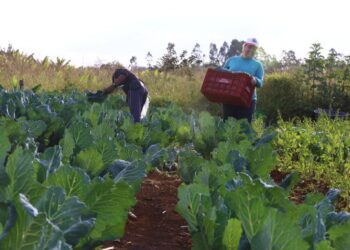 Conab realiza evento sobre o fortalecimento da agricultura familiar brasileira no comércio internacional