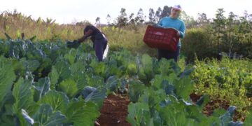 Conab realiza evento sobre o fortalecimento da agricultura familiar brasileira no comércio internacional
