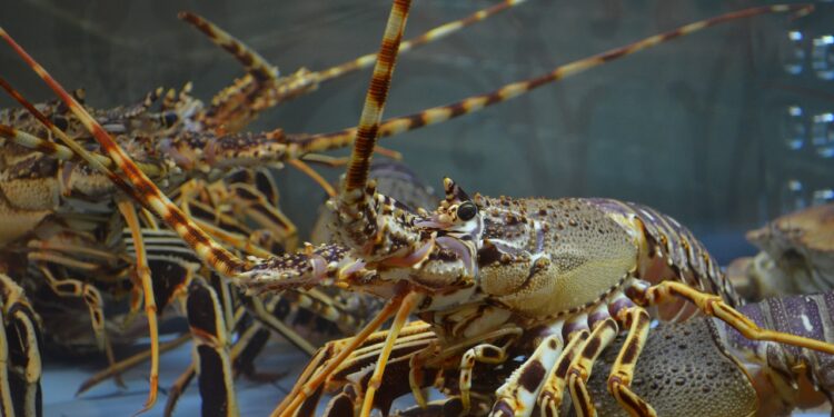 Brasil conquista autorização para exportação de lagostas vivas a Singapura