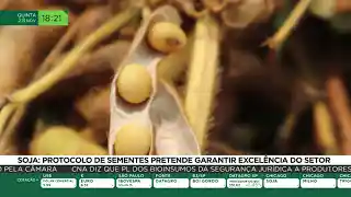 Soja: protocolo de sementes pretende garantir excelência do setor
