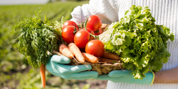 Boletim Prohort: preços da cebola e tomate registram queda na média ponderada