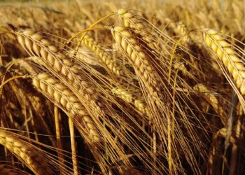 Mercado de trigo registra baixa liquidez e preços em queda, aponta Cepea