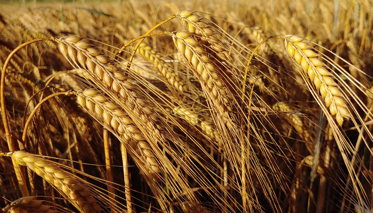 Brasil alcança maior volume nas Importações de trigo em quatro anos