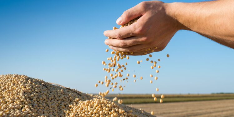 StoneX projeta safra recorde de soja para 24/25 com 166,2 milhões de toneladas