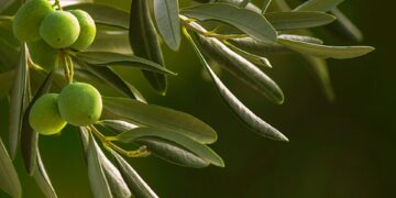 Colheita da Oliva começa em março com evento em Cachoeira do Sul