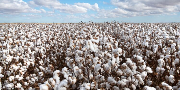 Preços do algodão em pluma sobem no mercado interno apesar de cenário externo desfavorável