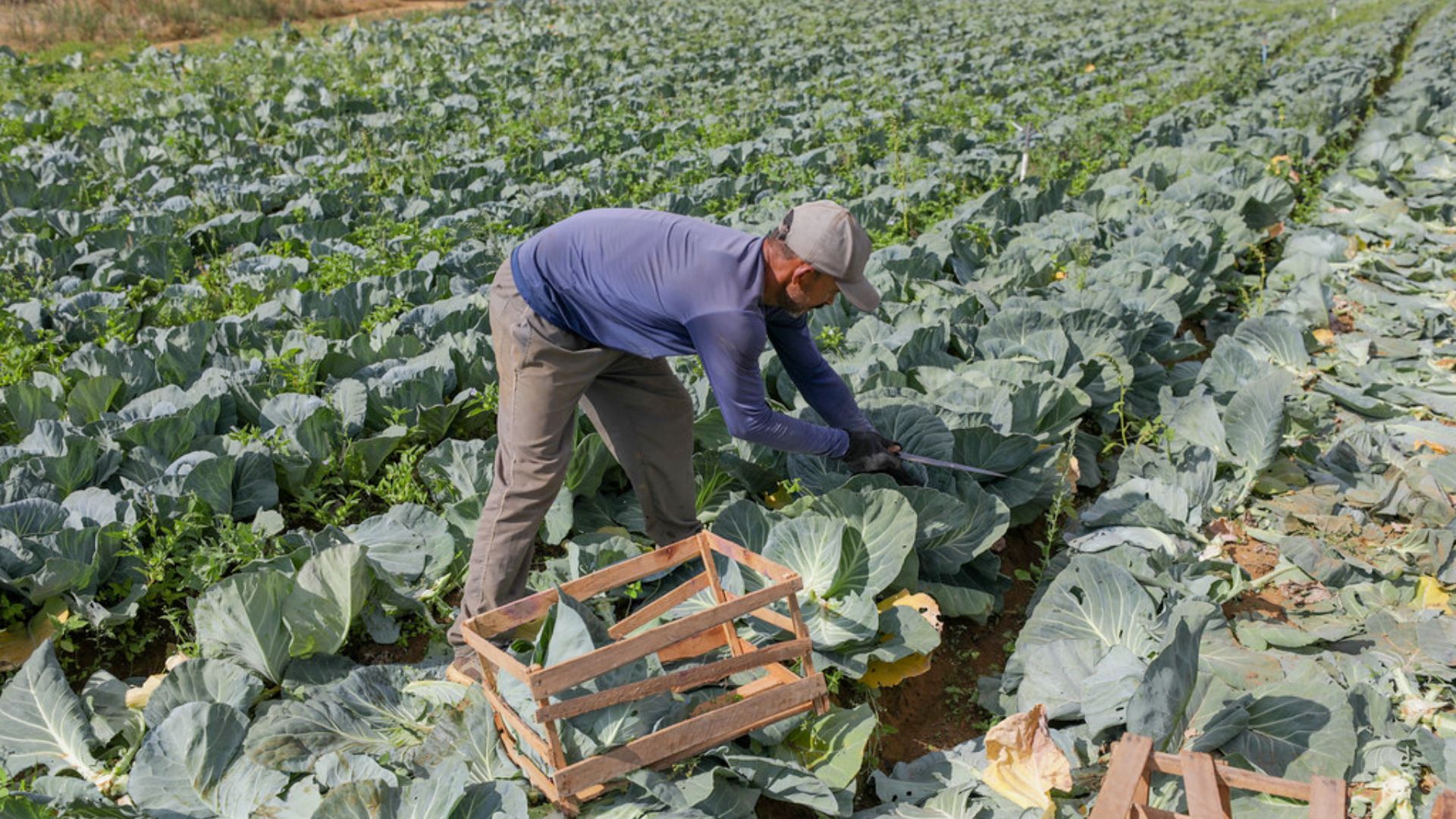 Brasília lidera como melhor cidade para negócios no agro em 2024