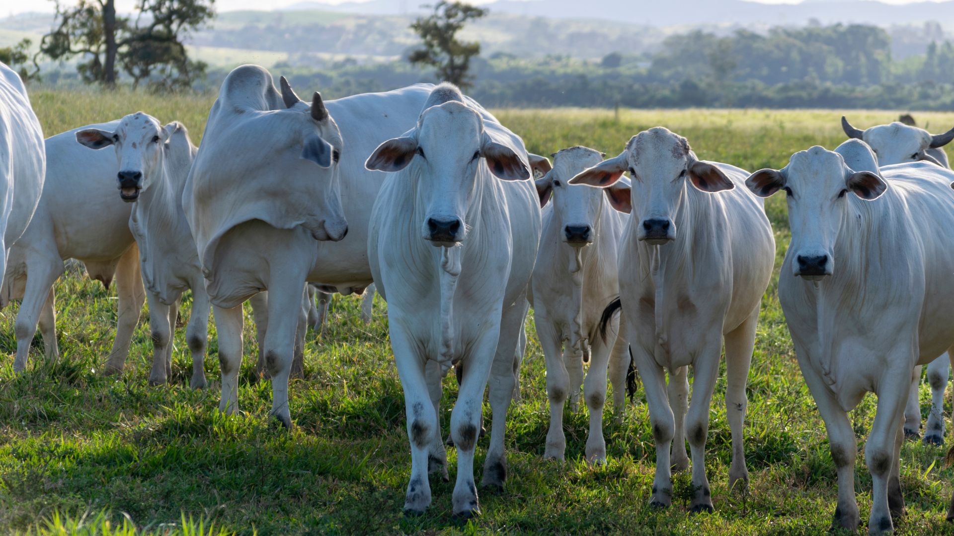 Preço do boi gordo alcança recorde histórico em Mato Grosso