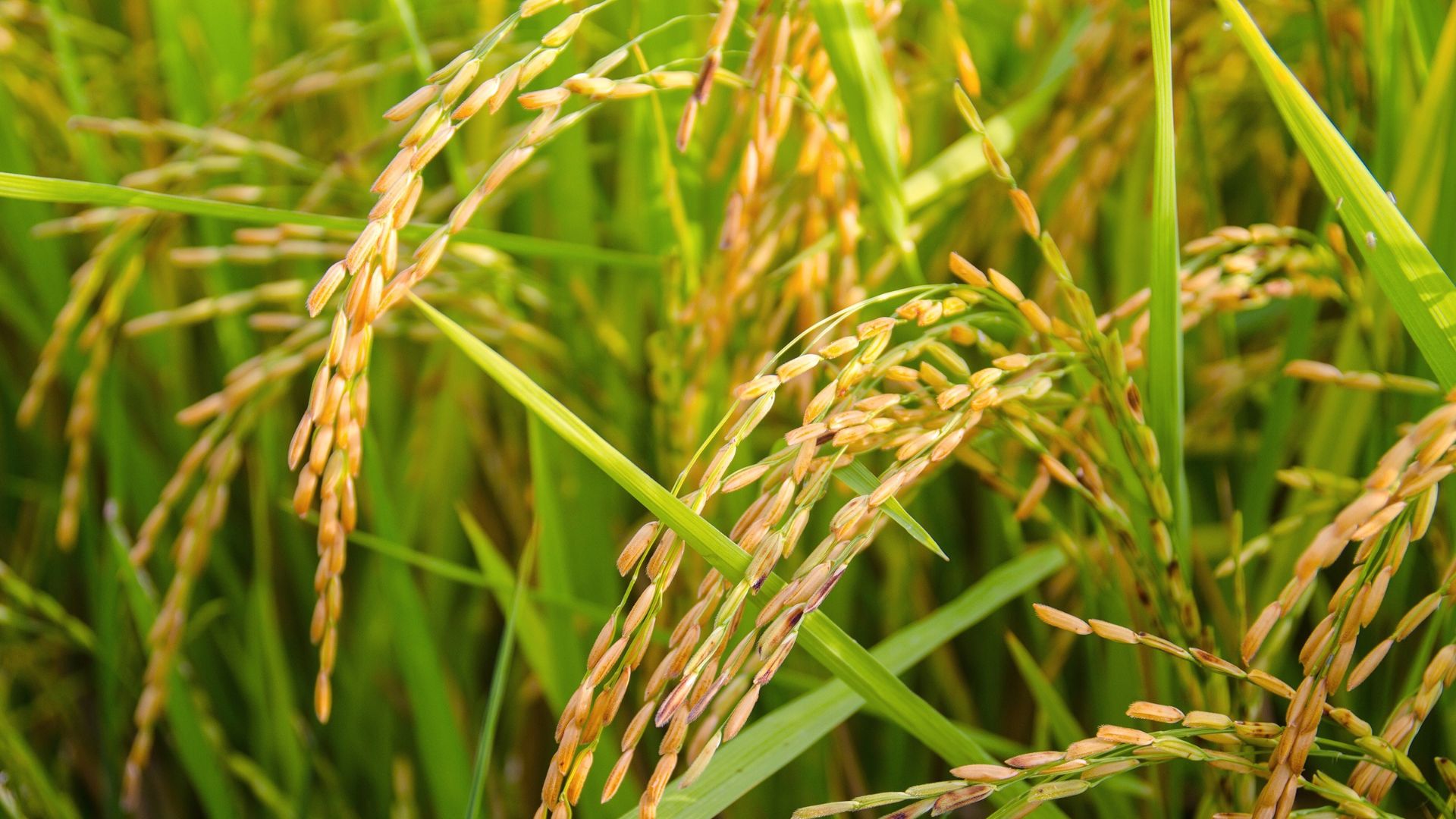 Preço do arroz registra queda de 14% em novembro