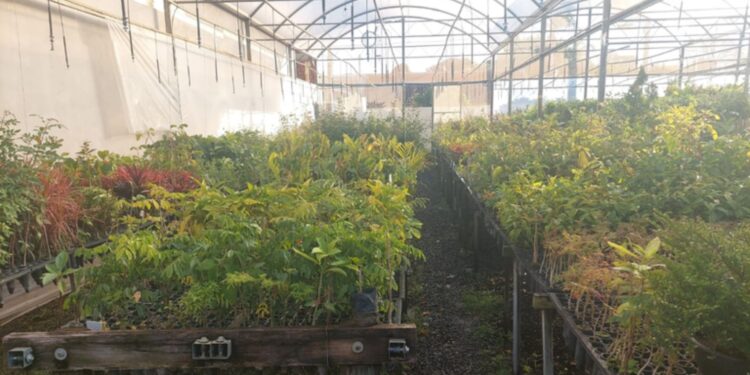 Fiscais encontram irregularidades em viveiros de Herculândia