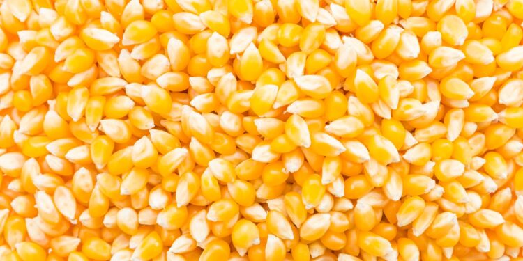 Negociações de milho desaceleram no fim do ano com preços variando por região