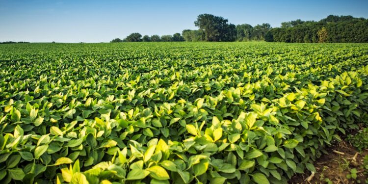 Bons volumes de chuva favorecem cultivos de primeira safra