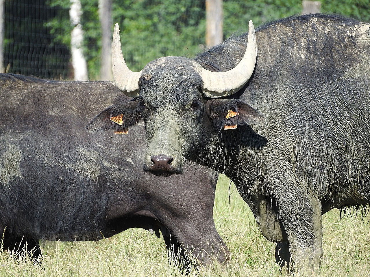 Egito autoriza exportação de carnes e miúdos de búfalo do Brasil