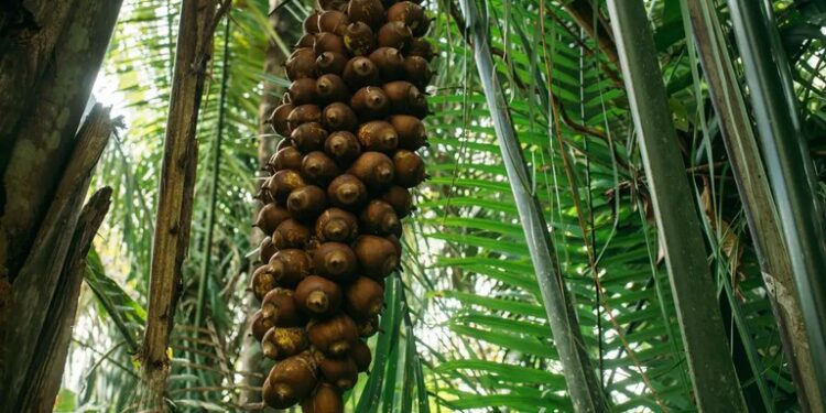 Mapa divulga lista de preços mínimos de produtos extrativos do PGPMBio