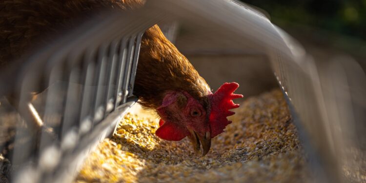 ABPA: Exportações de carne de frango chegaram a 465,1 mil toneladas em novembro