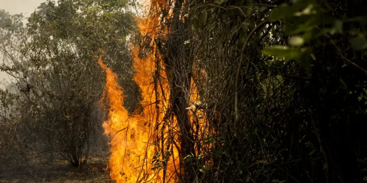 MMA abre consulta pública sobre plano de preservação da Mata Atlântica