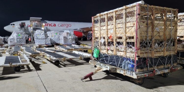 Brasil realiza primeiro envio de carga de suínos reprodutores para a Colômbia