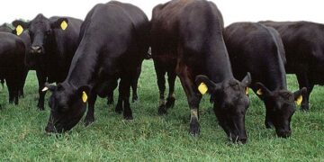 PF cumpre mandados contra acusados de roubo de gado apreendido no Pará