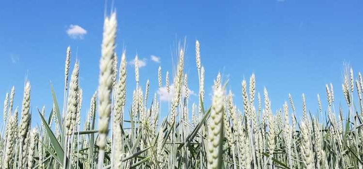 Mais econômica do que o milho, variante de trigo é utilizada como alternativa forrageira em MG