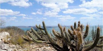 Estratégia de enfrentamento à desertificação e restauração de terras pode salvar fontes hídricas