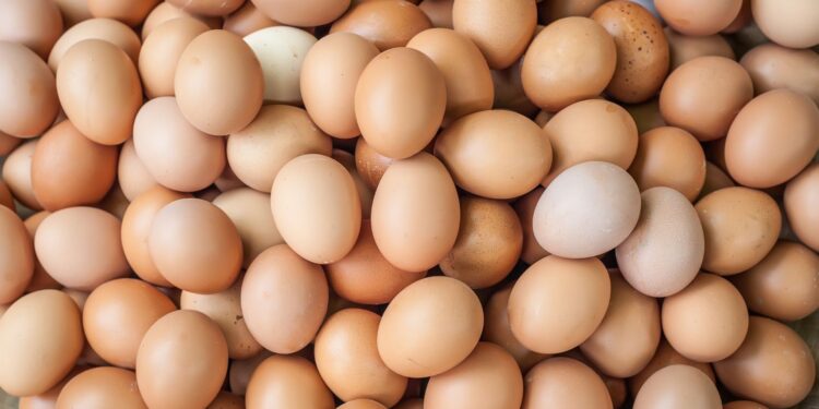 Produção de ovos deve crescer em 2025