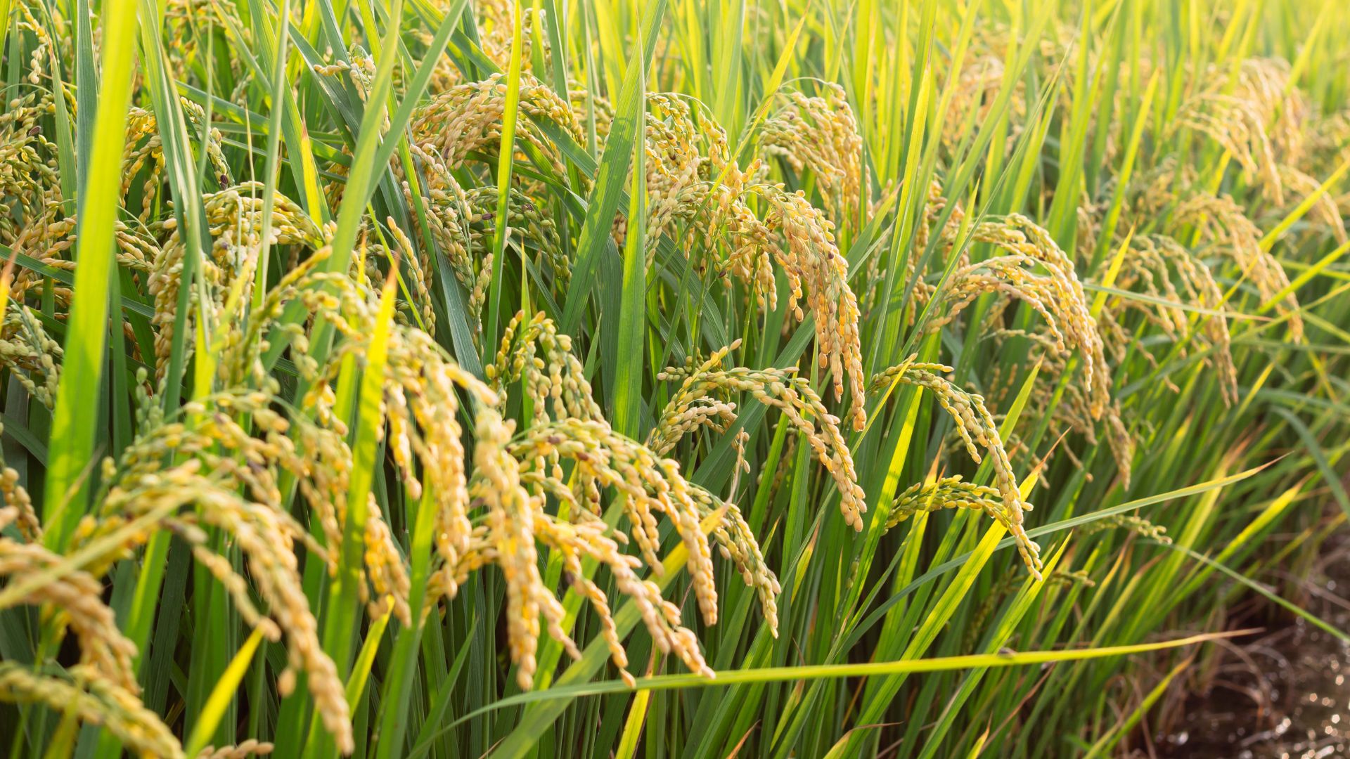 Produção brasileira de arroz pode ser a maior em sete anos