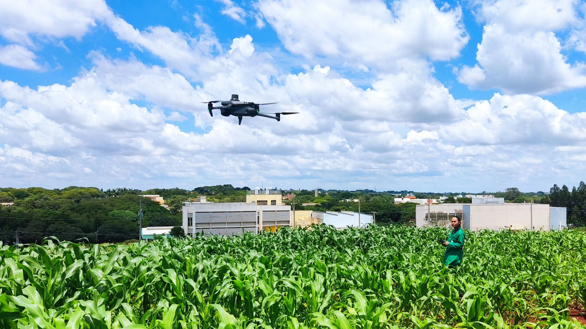 Drones potencializam melhoramento genético de milho tolerante à seca