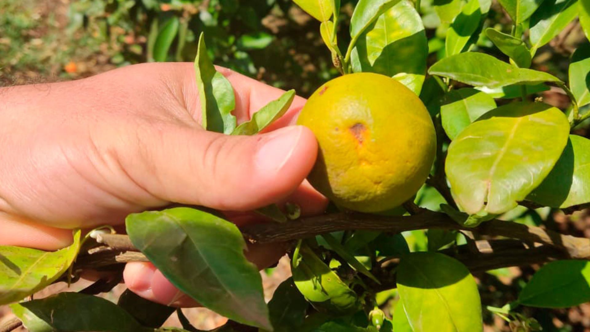 Paraná erradica mais de 200 mil plantas para combater o greening