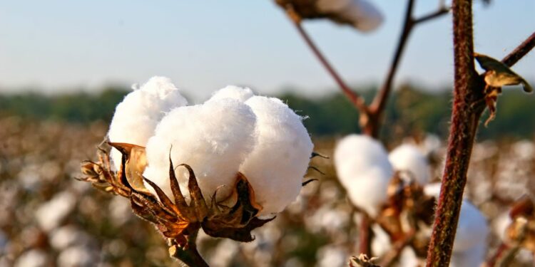 2025 aponta novos desafios à cadeia produtiva de algodão