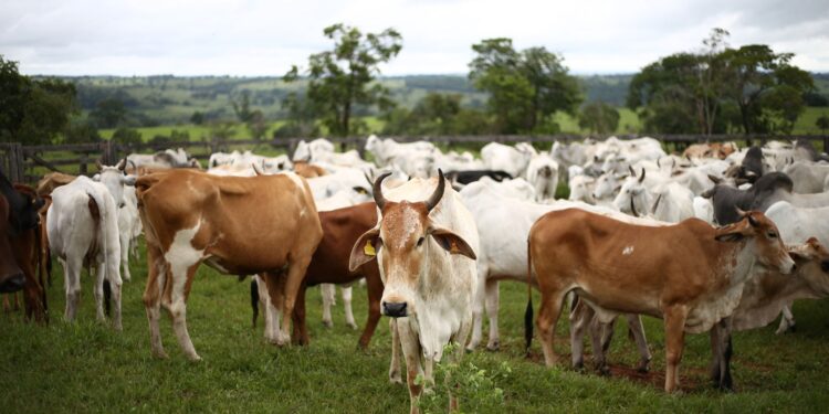 Seca já influencia preços no gado e causa falta de animal bem acabado para abate